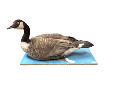 Lot 2662 - Taxidermy- Canada goose. Provenance: From the Colchester and Ipswich Museums Collection