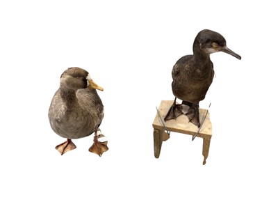 Lot 2663 - Taxidermy- Greylag goose and a Great cormorant (2). Provenance: From the Colchester and Ipswich Museums Collection