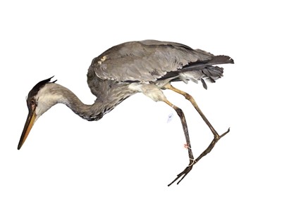 Lot 2664 - Group of three taxidermy herons (3). Provenance: From the Colchester and Ipswich Museums Collection