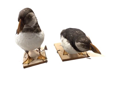 Lot 2665 - Taxidermy- two puffins (2). Provenance: From the Colchester and Ipswich Museums Collection