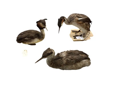 Lot 2666 - Group of three taxidermy Great Crested Grebe's (3). Provenance: From the Colchester and Ipswich Museums Collection