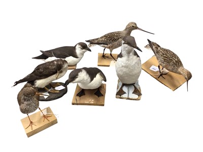 Lot 2669 - Group of seven taxidermy marine birds to include Bar - tailed godwit, guillemot and Redshank (7). Provenance: From the Colchester and Ipswich Museums Collection