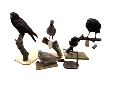 Lot 2670 - Group of five taxidermy birds to include Moorhen, Wood pigeon and crow (5). Provenance: From the Colchester and Ipswich Museums Collection