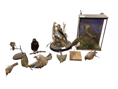 Lot 2671 - Group of various taxidermy birds to include blackbird, Redshank and Waxwing (qty). Provenance: From the Colchester and Ipswich Museums Collection