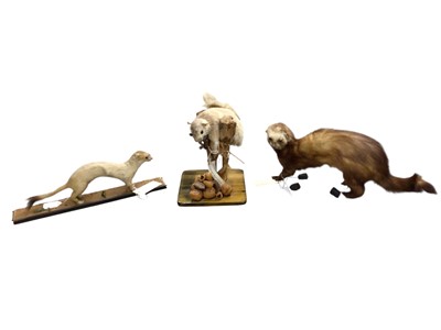 Lot 2672 - Group of seven taxidermy mammals to include Red squirrels and Ferrets (5). Provenance: From the Colchester and Ipswich Museums Collection