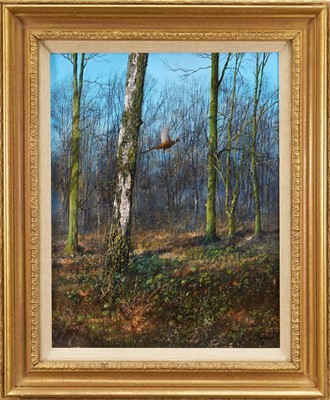 Lot 873 - *Clive Madgwick (1939-2005) oil on canvas - Pheasant in Woodland, signed, dated 1983 verso, 45.5cm x 35.5cm, in gilt frame