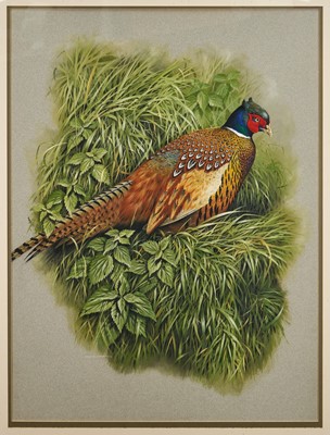 Lot 880 - *Terance James Bond (1946-2023) watercolour and gouache - Cock Pheasant, signed, 71cm x 53cm, in glazed gilt frame
