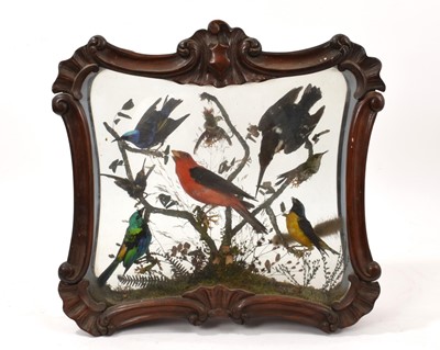 Lot 748 - 19th century taxidermy display of exotic birds, in glazed mahogany boxed frame