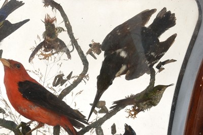 Lot 748 - 19th century taxidermy display of exotic birds, in glazed mahogany boxed frame