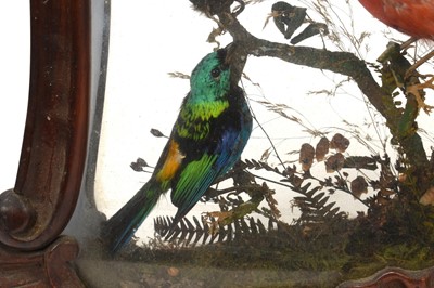 Lot 748 - 19th century taxidermy display of exotic birds, in glazed mahogany boxed frame