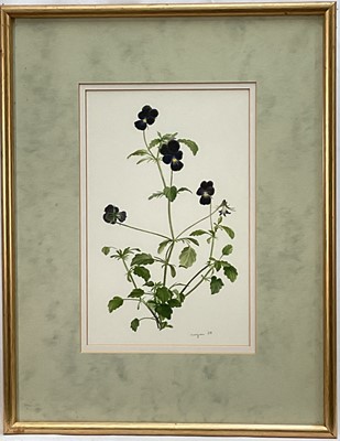 Lot 1036 - * Glyn Morgan (1926-2015) watercolour - Botanical Study of Pansies, signed and dated '88, 28cm x 18cm, in glazed frame