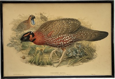 Lot 89 - J. Gould and H. Richter, hand-coloured lithograph, "Ceriornis Satyr" (Nepalese Horned Pheasant), pub. Walter from Birds of Asia London 1850-1863 pl 49, 40 x 58cm