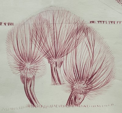Lot 1081 - *Francis Plummer (1930-2019) pair of coloured ink drawings - Pollarded Willows, 27cm x 37cm, framed as one