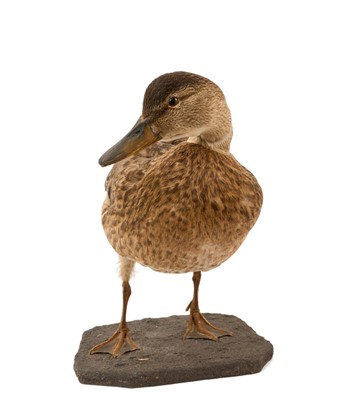 Lot 1047 - *Jonathan Trowell (1938-2013) oil sketch on board - Norfolk Marshes, signed, 20.5cm x 25.5cm, unframed. Provenance: the artist's studio, thence by family descent