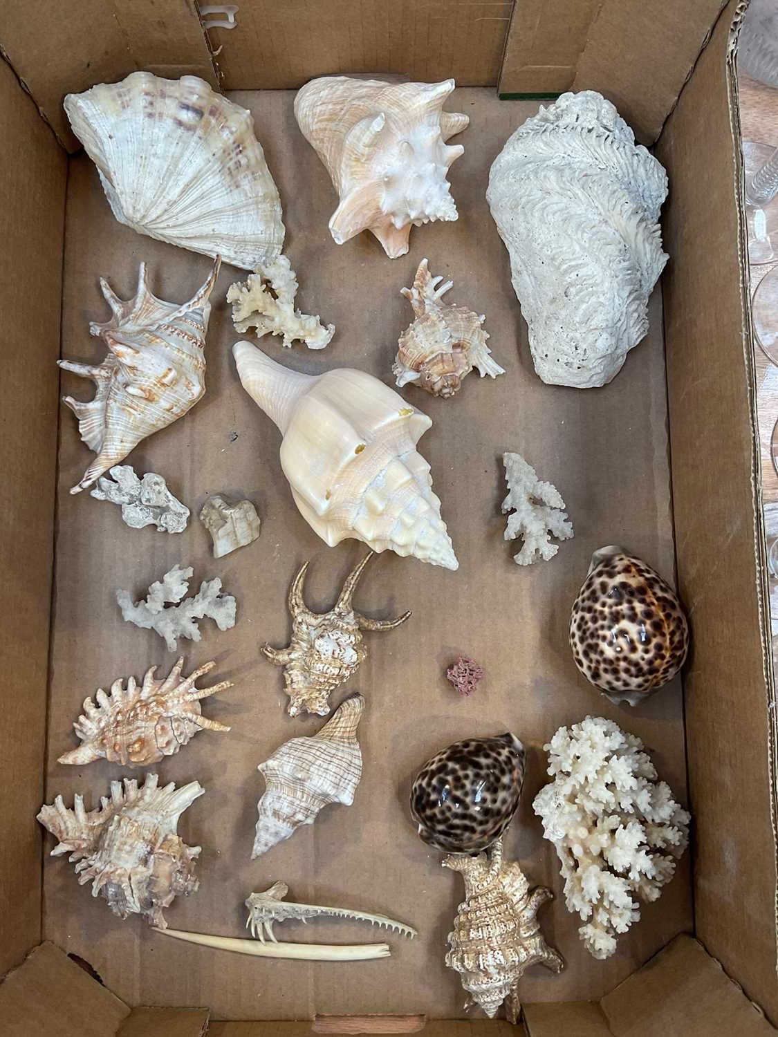 Lot 5014 - Group of shells, a boar tusk and a piece of