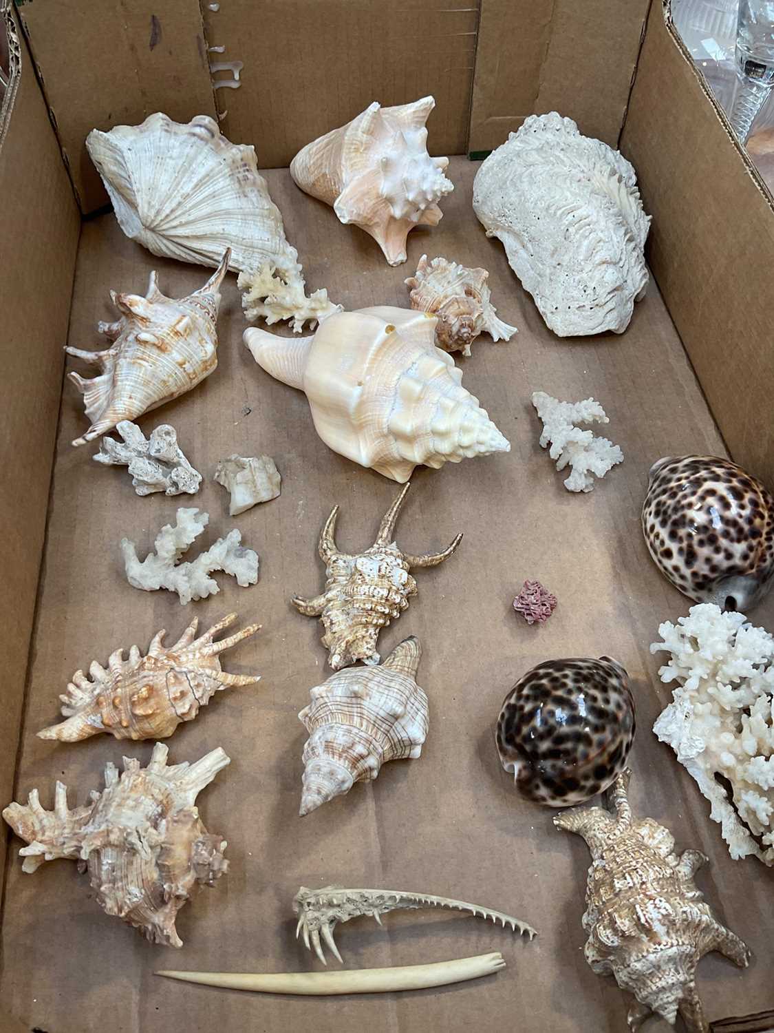 Shell Jaw Lot 5014 - Group of shells, a boar tusk and a piece of