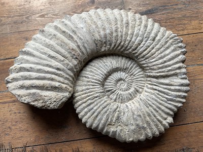 Lot 1623 - Large fossilised ammonite