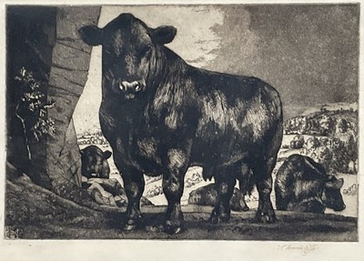 Lot 2 - Charlie Frederick Tunnicliffe (1901-1979)Black Angus etching of a bull and cows, signed and monogrammed, dated 1921, 17cm x 23.5cm, in glazed frame.
