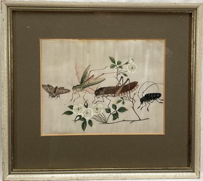 Lot 44 - 19th century Chinese watercolour on pith of moths, crickets and other insects, with inscription verso. 16cm x21cm, in glazed frame.