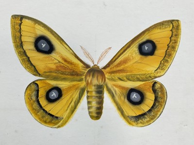 Lot 41 - Watercolour study of a moth, 32.5cm x 38cm, unframed.
