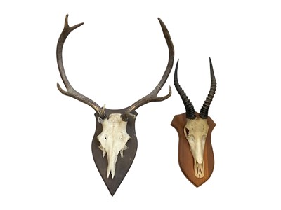 Lot 5236 - Two animal skulls, a knife sharpener and a shoe last