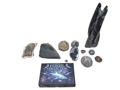 Lot 5012 - Collection of fossils and Neolithic flint tools