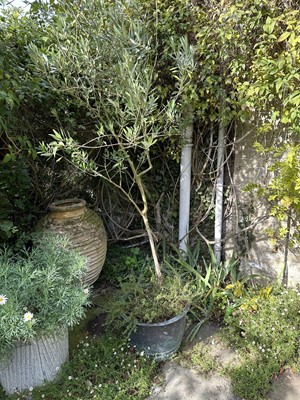Lot 1954 - Antique riveted copper with flared rim, 51cm diameter x 53cm high, contains an olive tree