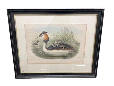 Lot 1101 - John Gould (1804-1881) & H C Richter, coloured engraving - Great Crested Grebe (Podiceps Cristatus), 37 x 51cm, glazed frame