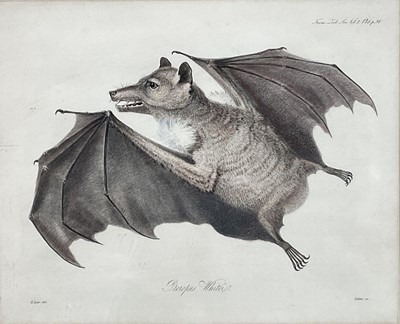 Lot 191 - After Edward Lear, four engravings. Provenance: Estate of John Burton (1944-2022), renowned conservationist and ecologist, founder of the World Wide Land Conservation Trust