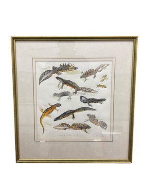 Lot 1100 - John Norris Wood (1930-2015) coloured etching - Great crested newts, signed and numbered 1/35, 37 x 33cm, glazed frame. Provenance: Estate of John Burton (1944-2022), renowned conservationist an...