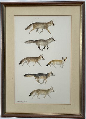 Lot 188 - Bruce Pearson (b 1950) watercolour illustration, signed, Foxes of the world (illustration from Rare Mammals of the World, by John Burton., pub. 1987, 43 x 28cm, glazed frame. Provenance: Estate...