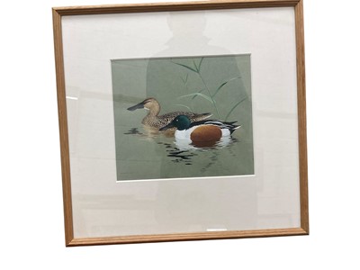Lot 1102 - Ian Willis (b. 1944) watercolour - Shoveler ducks, signed and dated 1975, 22 x 26cm, glazed frame. Provenance: Estate of John Burton (1944-2022), renowned conservationist and ecologist, founder...