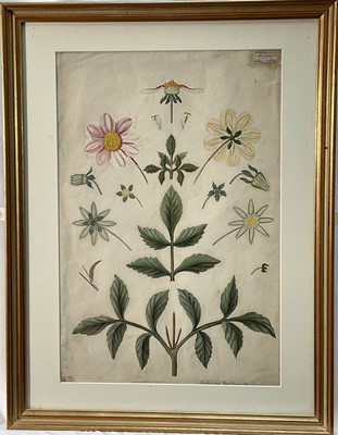 Lot 158 - Four Victorian botanical watercolour studies by Hephsibah Marr Hucks, the first signed and dated 1881, two stamped E.S.K. (Examined South Kensington, now Royal College of Art), the largest 47cm...