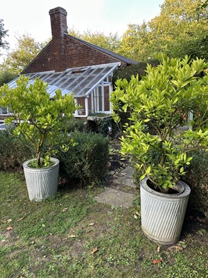 Lot 1968 - Pair of galvanised planters of tapered ribbed form, 49cm diameter x 53cm high, each containing a citrus tree