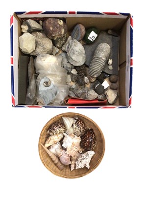 Lot 733 - Lot fossils, geological specimens and shells