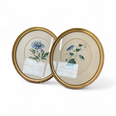Lot 73 - Pair of Victorian English School botanical watercolours, one indistinctly signed, in glazed gilt oval frames