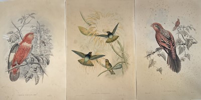 Lot 276 - J. Gould and H. Richter three hand coloured lithographs, pub. Hullmandel & Walton, Shining Sunbeam Hummingbirds, the Blue-streaked Iory parrot and Purple-naped Iory...