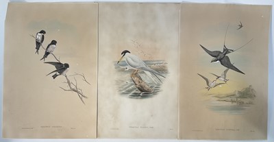 Lot 277 - Two J. Gould and H. Richter and one J. Gould & W. Hart hand coloured lithographs, pub. Walter, Nepal Housemartins, Wire-tailed Swallows and Tasman Little Tern (laid on card), all 53cm x 35cm...