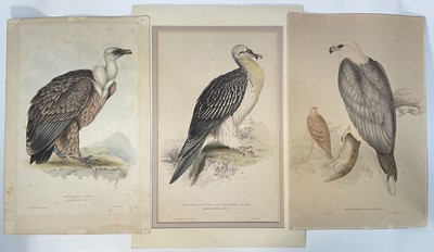 Lot 278 - Three J. and E. Gould hand-coloured lithographs, pub. C. Hullmandel c.1832, Bearded Vulture, with mount, Griffon Vulture and White-Bellied Sea Eagle, 53cm x 35cm, unframed (3)