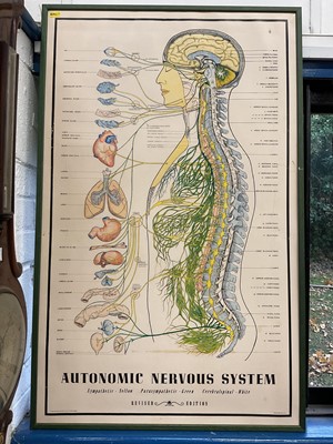 Lot 86 - Framed medical print 'The Autonomic Nervous System', published in 1957 by T. Pakiorek USA
