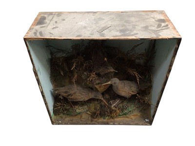 Lot 779 - Taxidermy of water rails in display box