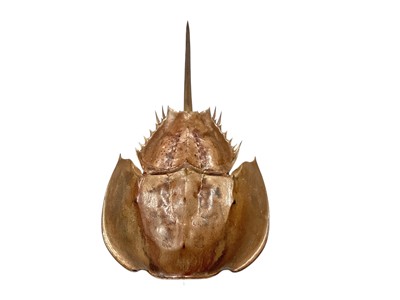 Lot 935 - Taxidermy Horseshoe Crab, 62cm long