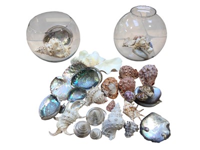 Lot 5039 - Collection of sea shells to include a cameo carved conch shell, shell trinket boxes and various exotic shells