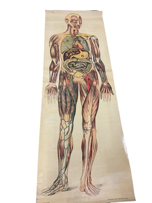 Lot 2982 - Two full length annotomical diagrams of the human body, one showing muscles, the other showing bones, (2).