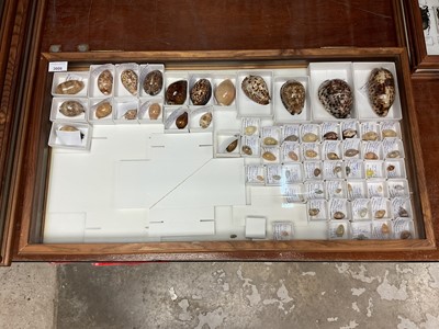 Lot 3006 - Contemporary glazed table top collectors cabinet with hinged cover, containing a collection of cowrie shells with collection labels, 77 x 42cm