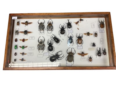Lot 3007 - Contemporary glazed table top collectors cabinet with hinged cover, containing a selection of preserved insects, 77 x 42cm