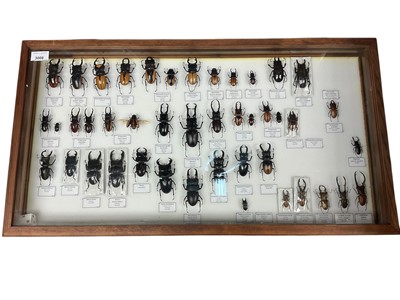 Lot 3008 - Contemporary glazed table top collectors cabinet with hinged cover, containing a selection of preserved insects, with collection labels, 77 x 42cm