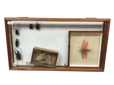 Lot 3009 - Contemporary glazed table top collectors cabinet with hinged cover, containing a small selection of preserved insects, 77 x 42cm, together with two further glazed cases containing preserved inse...