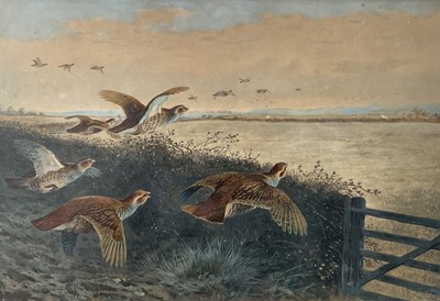 Lot 972 - Archibald Thorburn (1860-1935) pair of hand coloured prints - English Partridges in Flight, 38cm x 54cm, in good maple veneered frames