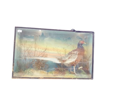 Lot 939 - Late Victorian Cock Pheasant in naturalistic setting and glazed case, 51cm x 81cm